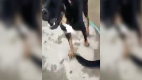 "Tú sabes lo que hiciste", le reprocha su amo.