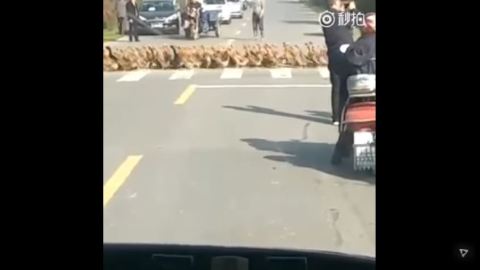 patos