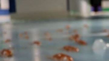 peces congelados