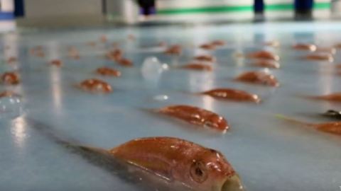 peces congelados