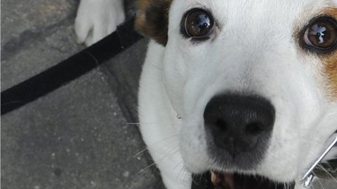 perro
