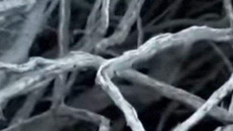 National Geographic publicó el video en su sitio oficial.