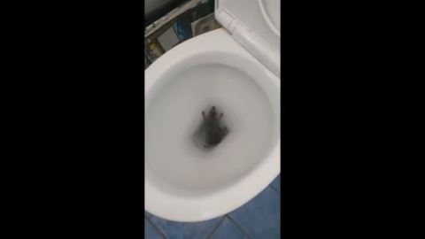 rata inodoro