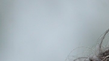 Justin Trudeau no acudirá al sepelio oficial de Castro en La Habana.