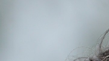 ¿Crees que Trudeau y Castro se parecen?