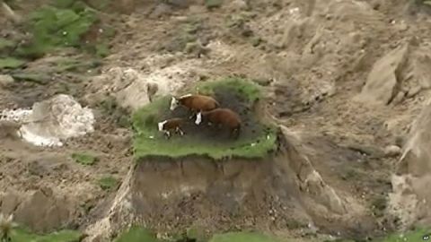 vacas