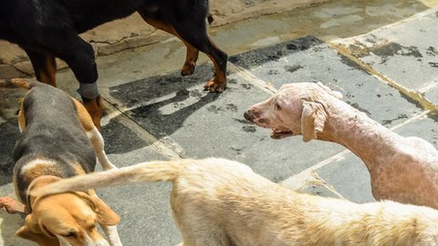 granja perros