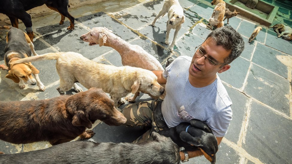El ingeniero que destina su fortuna a cuidar 735 perros abandonados