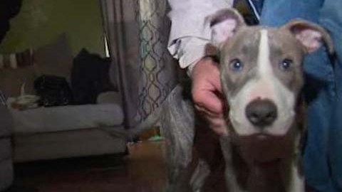 Apollo es un pit bull de cinco meses.