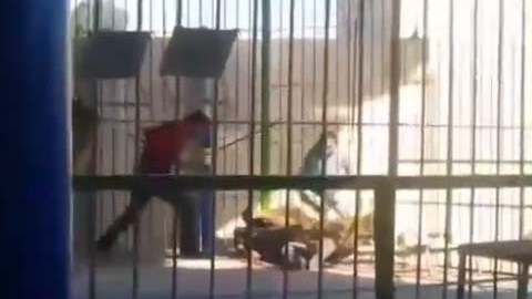 El entrenador fue mordido en el cuello.