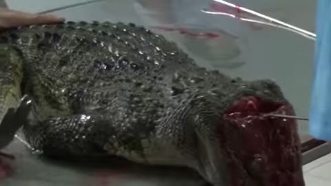 cocodrilo vuitton