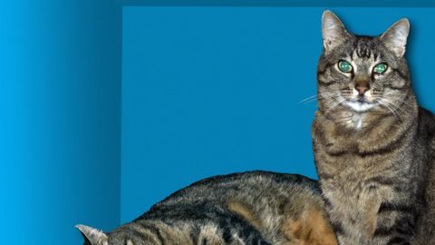 gato vivo muerto