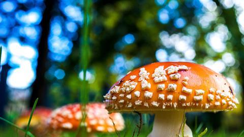 hongos alucinogenos