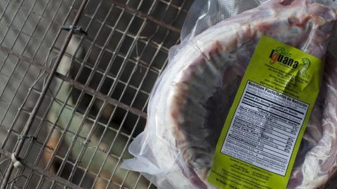 carne iguana