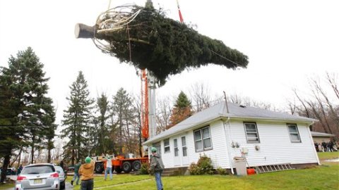 Escoger, talar y trasladar el árbol es un proceso complejo