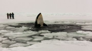 BALLENA ORCA ATRAPADA ENTRE EL HIELO TRAS CONGELAMIENTO EN MAR ABIERTO