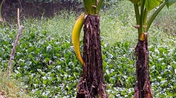 Las fotos fueron tomadas en el parque nacional en Andasibe, Madagascar.