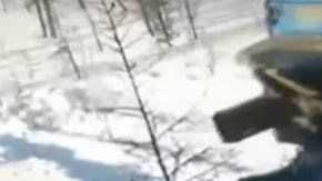 Los desalmados aplastaron al oso con el vehículo.