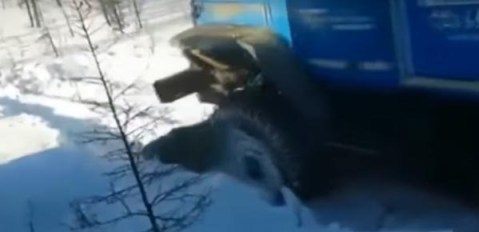 Los desalmados aplastaron al oso con el vehículo.