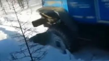 Los desalmados aplastaron al oso con el vehículo.
