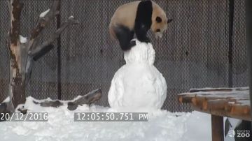 panda muneco nieve