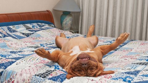 perro dormido