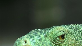 iguana