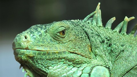 iguana