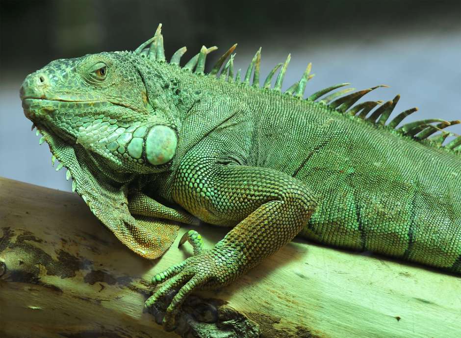 iguana