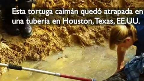 tortuga atrapada