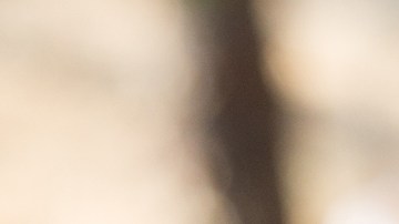 Bichir y Longoria en "Lowriders".