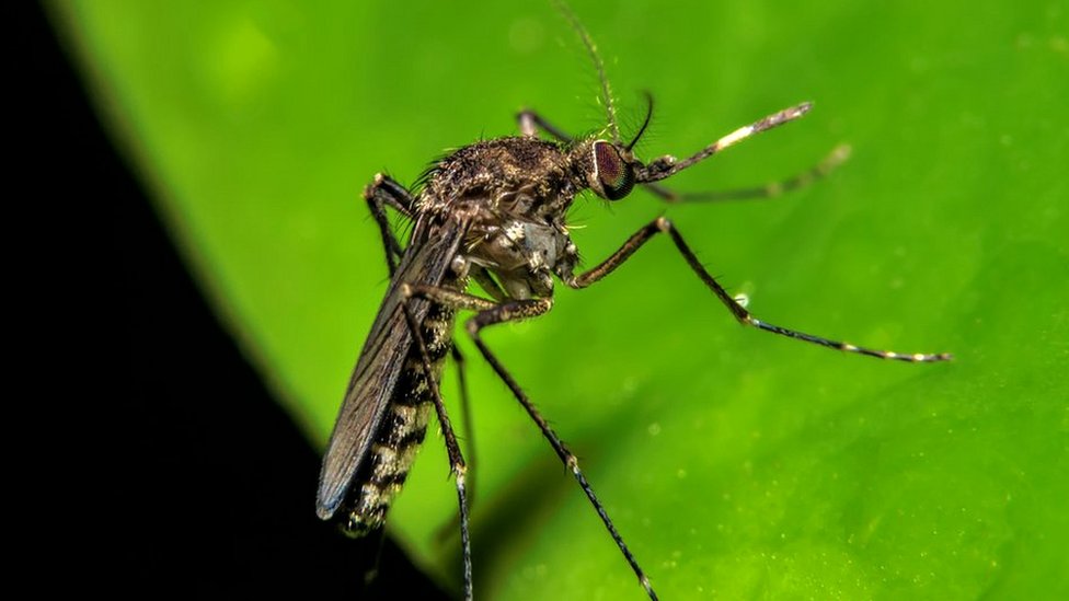 La fiebre de oropouche, el nuevo virus que se parece al zika, pero es peor