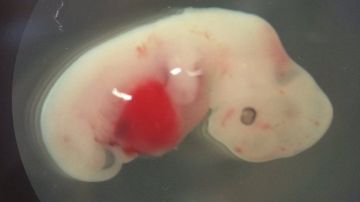 embrion quimera