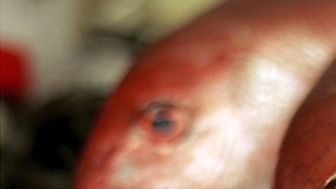 pescados