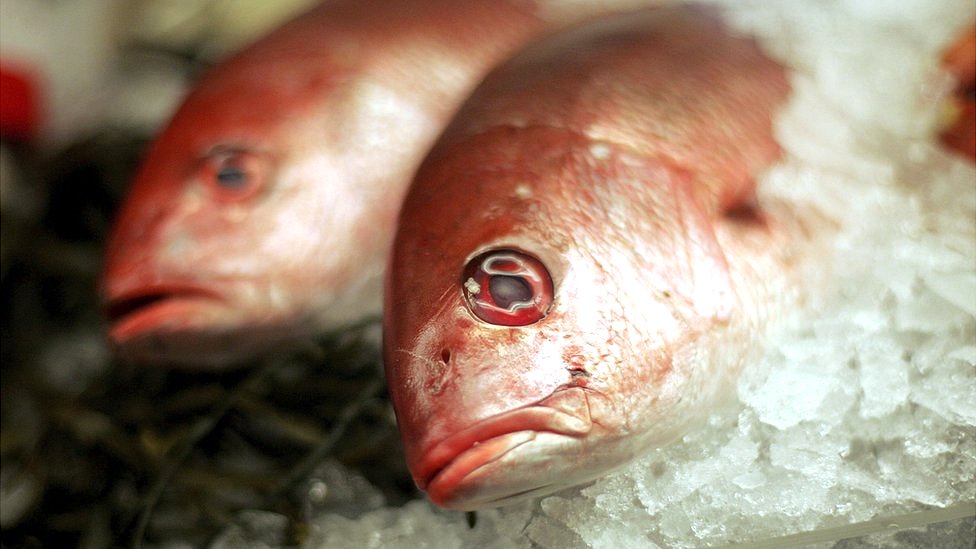 Comer pescado es menos saludable con el aumento de las temperaturas en la Tierra