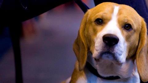 beagle