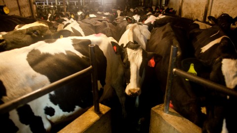 Vacas listas para ser ordeñadas en la granja lechera Rob-N-Cin, en West Bend, Wisconsin.