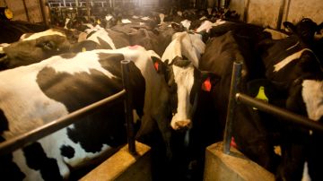 Vacas listas para ser ordeñadas en la granja lechera Rob-N-Cin, en West Bend, Wisconsin.