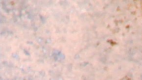 Consulten horarios y proyecciones en www.filmlinc.org