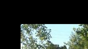 jesus arbol