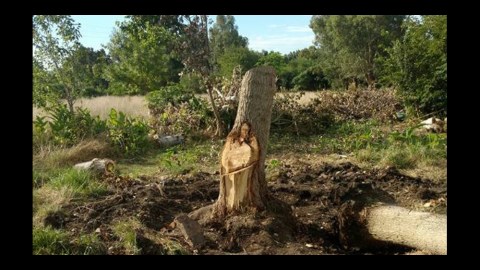 jesus arbol