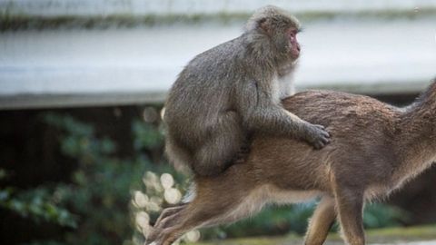 macaco ciervo