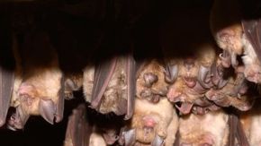 murcielagos