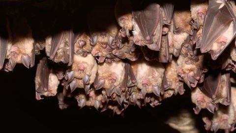 murcielagos