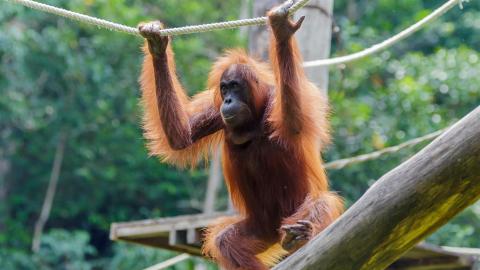 orangutan