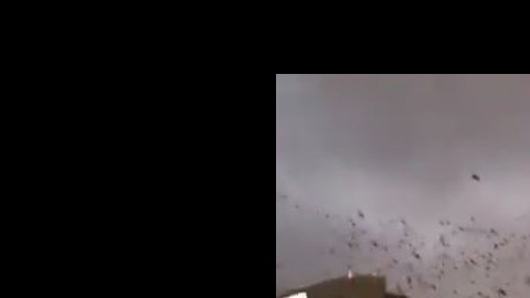pajaros