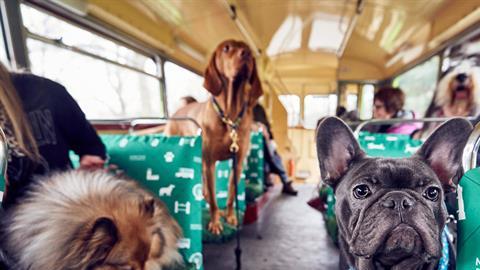 perros