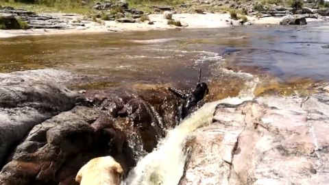 perros rio