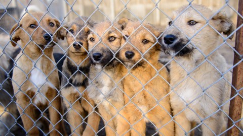 perros albergue