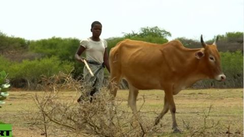 vaca tanzania